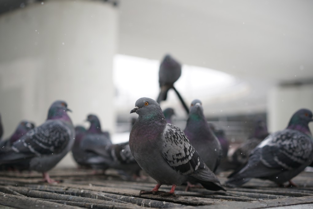Gruppe Tauben an roter Vogelmilbe erkrankt