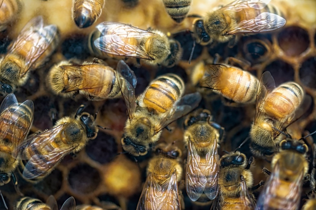 Bienenvölker werden oft von Varroamilben bedroht