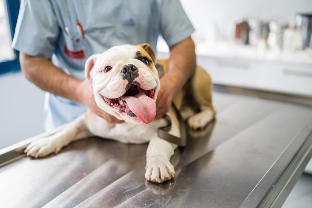 Hund mit Räudemilben wird vom Tierarzt untersucht