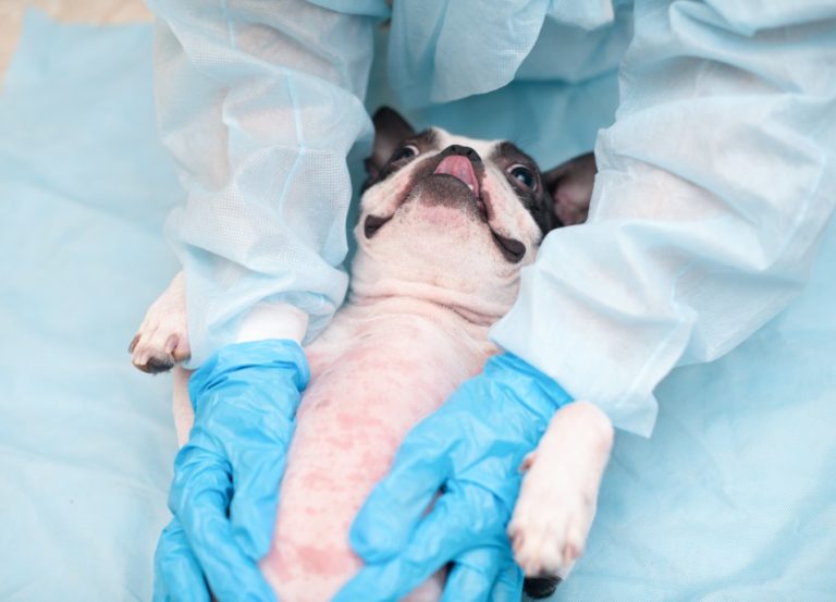 Flöhe bei Hunden Die besten Tipps und Tricks bei Flohbefall