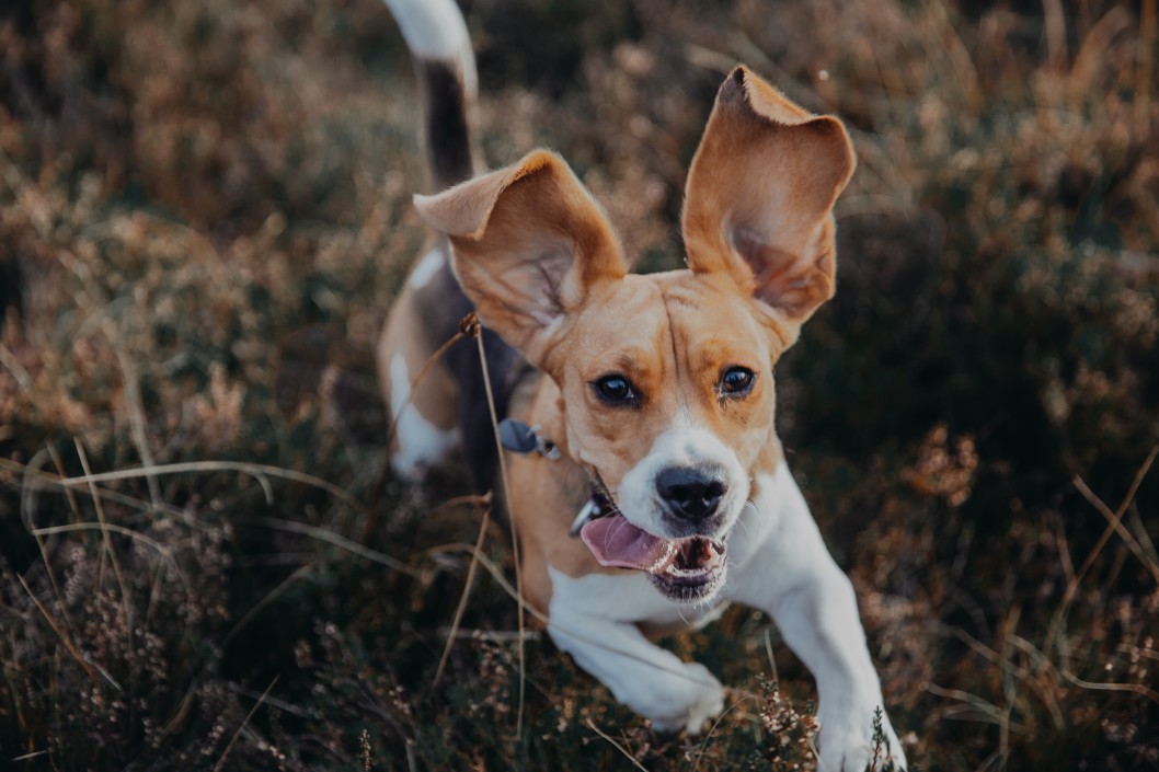 Rennender Beagle