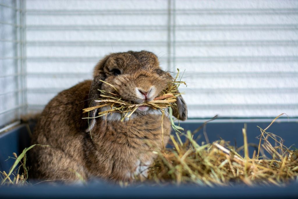 Welches Mittel gegen Ohrmilben bei Kaninchen und Hasen Ratgeber
