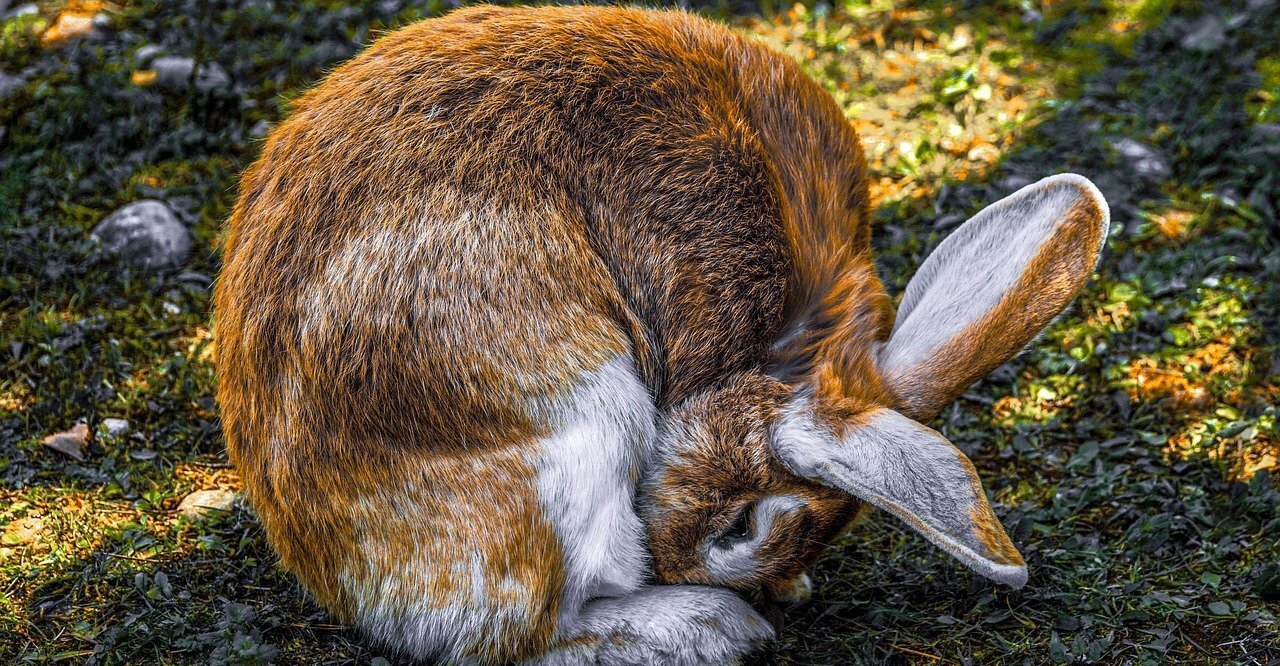 Welches Mittel gegen Ohrmilben bei Kaninchen und Hasen Ratgeber